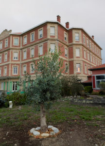 L'olivier des 40 ans de l'association